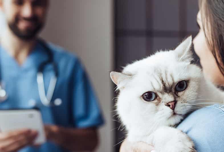 Cat on owner's shoulder.